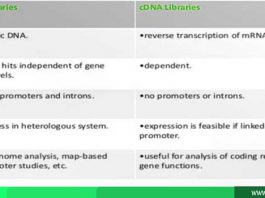 Perbedaan DNA dan cDNA