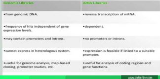 Perbedaan DNA dan cDNA