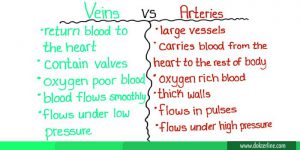 Perbedaan arteri dan vena