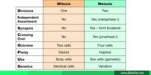 Perbedaan mitosis dan meiosis