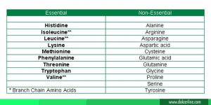 perbedaan asam amino esensial dan non esensial
